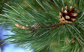 Чем лечить радикулит, народные средства лечения