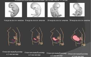 Симптомы беременности на 4 неделе