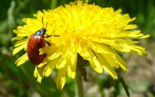 Сбор и заготовка одуванчика, его лечебные свойства