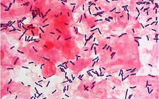 Кокковая флора в организме человека: ее роль, нормальное функционирование и возможные нарушения