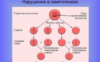 Что такое болезнь гаметогенез
