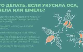 Как лечить укус пчелы