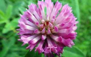 Клевер — полезные свойства и противопоказания