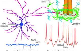 Что такое дендрит