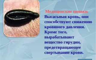 Лечебные свойства пиявок