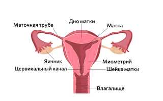 Месячные у женщин общая информация
