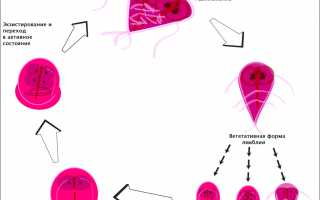 Чем лечить лямблии