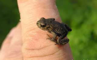 Как избавиться от бородавки