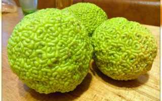 Адамово яблоко – лечебные свойства и рецепты