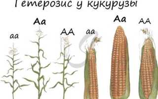 Что такое гетерозис?
