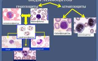 4 вида лейкоцитов