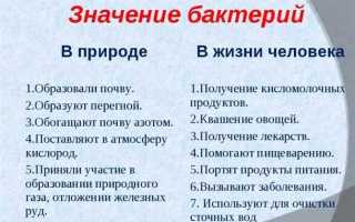 Какую роль играют бактерии в жизни человека