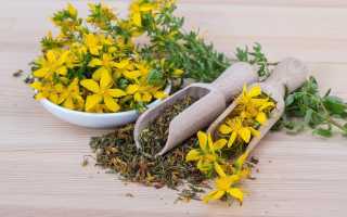 Зверобой – лечебные свойства и противопоказания