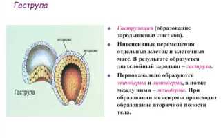 Что такое гаструла?