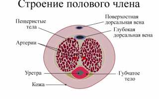 Что может быть причиной развития опухоли крайней плоти?