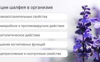 Полезные свойства шалфея: 10 фактов о полезности этого растения