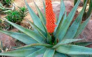 Цветок агава Фото