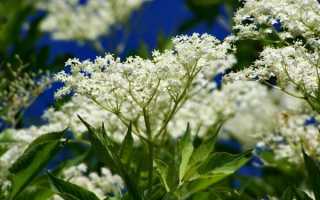 Все, что нужно знать о лечебных свойствах и противопоказаниях бузины