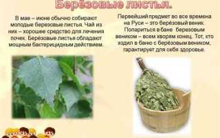 Березовые листья – лечебные свойства и противопоказания